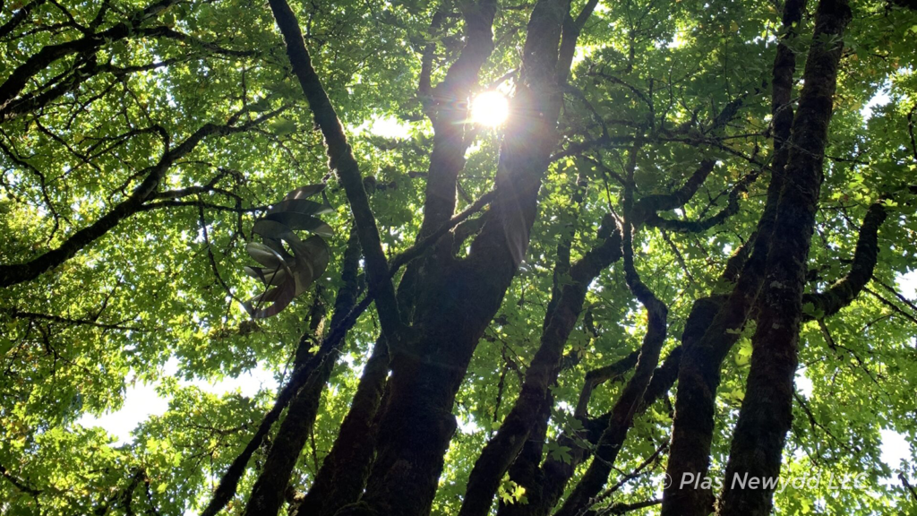 Photo of sunlight filtering down through a tree canopy